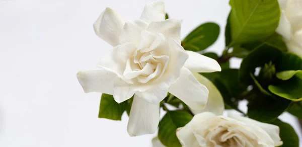 Cape jasmine or garden gardenia, gerdenia flower