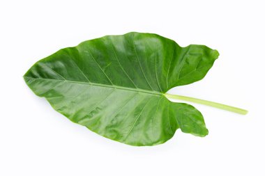 Beyaz arkaplanda Fil Kulağı yaprağı.