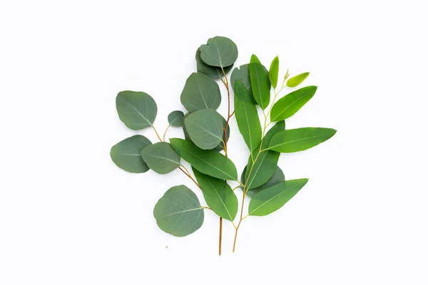 Green Leaves Eucalyptus White — Stock fotografie