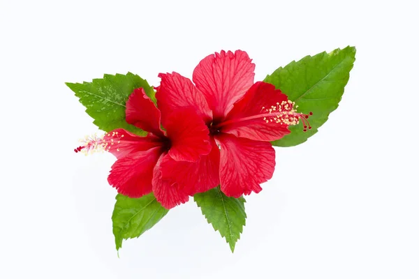 Hibiscus flower on white background.