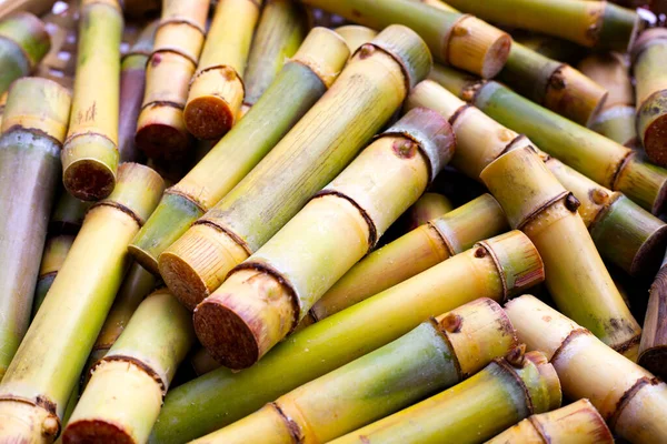 Cut Sugar Cane Planting — Stockfoto