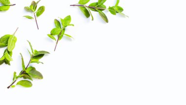 Beyaz arka planda kutsal fesleğen yaprakları. Üst görünüm