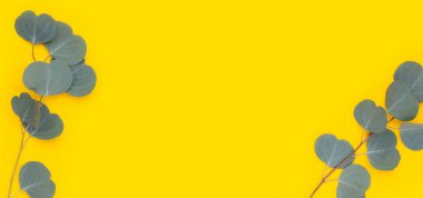 Sarı arkaplanda okaliptüs yapraklarından yapılmış çerçeve.