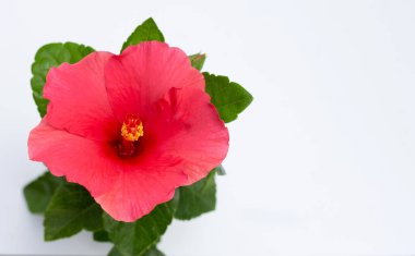 Hibiscus çiçek beyaz arka plan üzerinde.