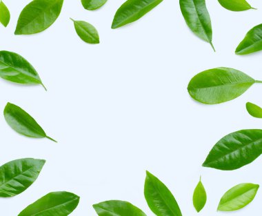 Beyaz arka planda narenciye yapraklarından yapılmış bir çerçeve. Boşluğu kopyala