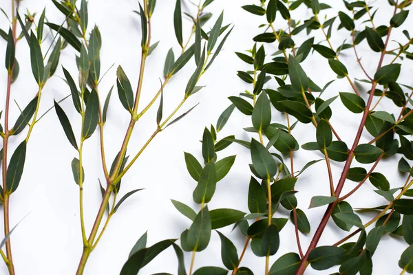 Green Leaves Eucalyptus White — Stok fotoğraf