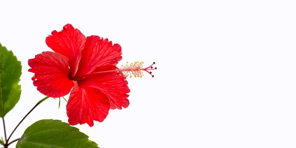 Hibiscus flower on white background.