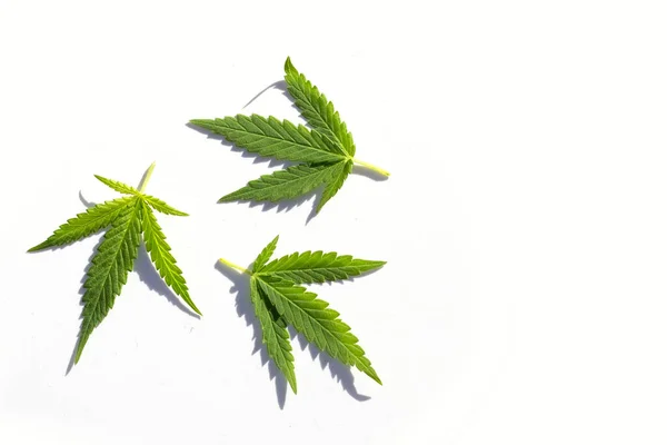 大麻植物 新鲜绿叶大麻 — 图库照片