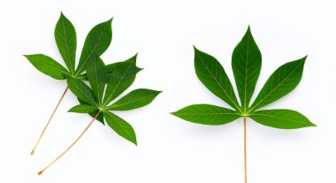 Beyaz arkaplanda Cassava yaprakları.
