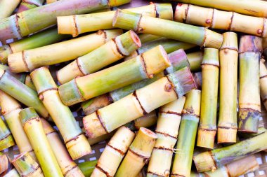 Şeker kamışını dikmek için kes