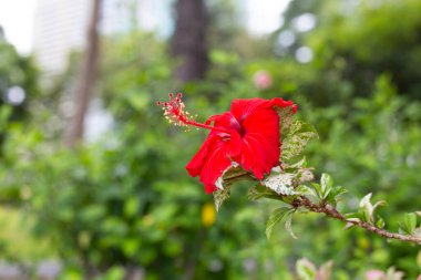 Ağacın üzerinde çiçek açan amber çiçeği