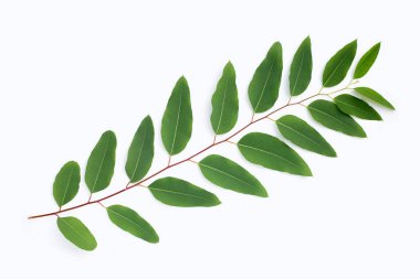 Green leaves of eucalyptus on white