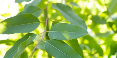 Arkaplan için yeşil okaliptüs yaprakları.