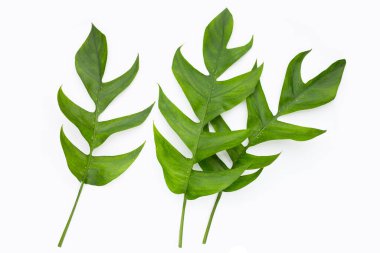 Rhaphidophora tetrasperma mini canavar yeşil yapraklar