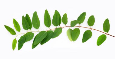 Beyaz üzerine yeşil okaliptüs yaprakları