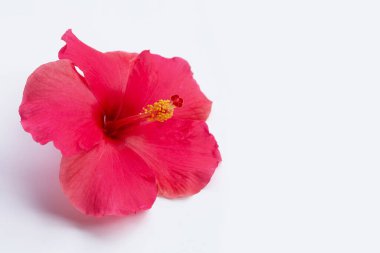 Hibiscus çiçek beyaz arka plan üzerinde.