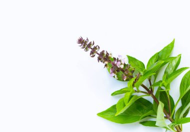 Beyaz arka planda çiçekli taze fesleğen yaprakları.