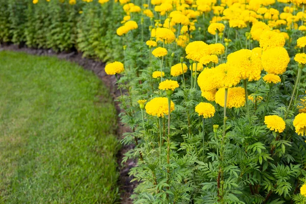 Fleur Souci Jaune Dans Jardin — Photo