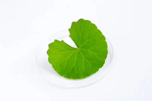 Hoja Fresca Gotu Kola Placa Petri Sobre Fondo Blanco — Foto de Stock