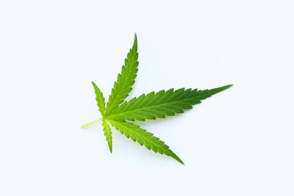 Cannabis Plant Fresh Green Leaf White Background — ストック写真