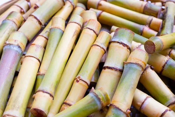 Cut Sugar Cane Planting — Stockfoto