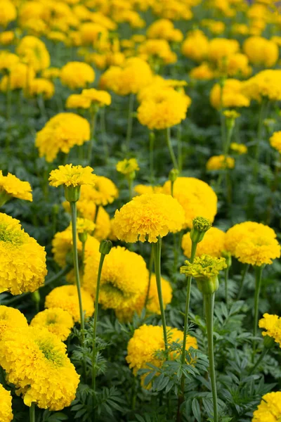 Yellow Marigold Flower Garden — Stock Photo, Image