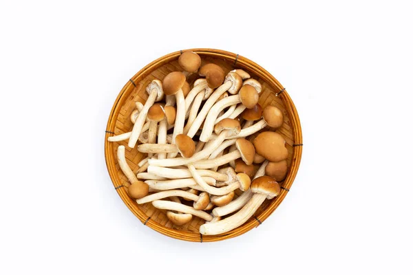 Yanagi Matsutake Mushroom White Background — Foto Stock