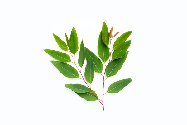 Green Leaves Eucalyptus White — Foto de Stock