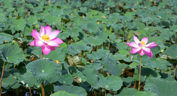 Beautiful Blooming Pink Lotus Flower Leaves Waterlily Pond — Photo