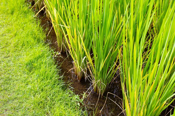 Pirinç Tarlasında Pirinç Bitkisi — Stok fotoğraf