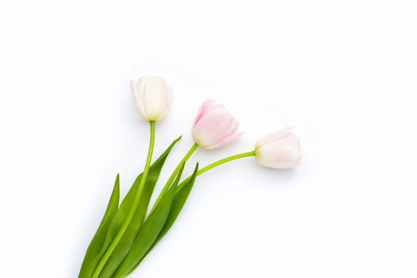 White Pink Tulips White Background — Zdjęcie stockowe