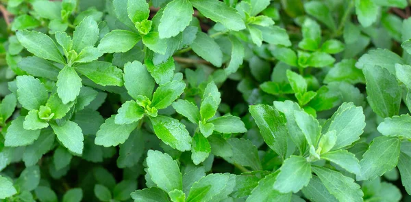 Green Leaves Stevia Plant — Stok fotoğraf