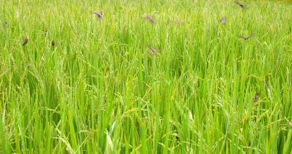 Rice Plant Rice Field Bird Eating Grain — Stock fotografie