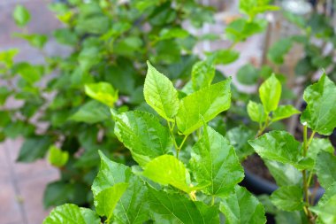 Bahçedeki dut ağacının taze yeşil yaprakları