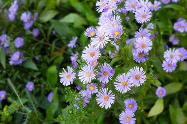 Symphyotrichum dumosum 'un güzel mor çiçekleri