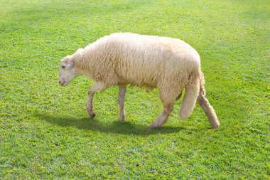 Tarlalarda yürüyen beyaz bir koyun