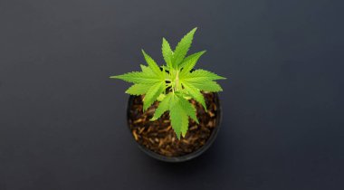 Esrar bitkisi, koyu arkaplanda taze yeşil marihuana yaprakları