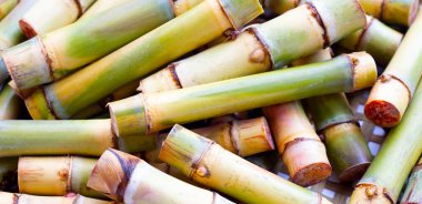 Şeker kamışını dikmek için kes