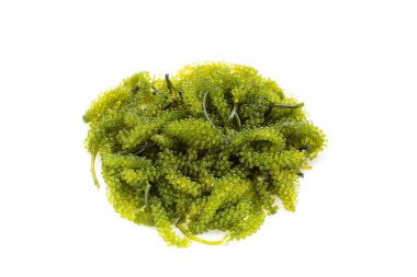 Geniş arkaplan üzerinde deniz üzümü yosunu.