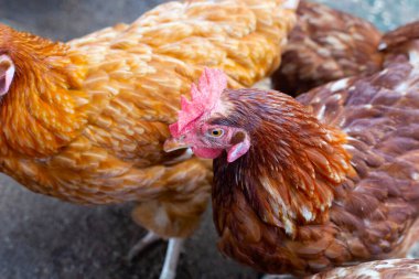 Tavuk çiftliğinde tavuklar. Organik kümes hayvanları.