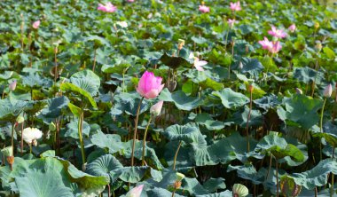 Yapraklı güzel çiçek açan pembe nilüfer çiçeği, sulu gölet.