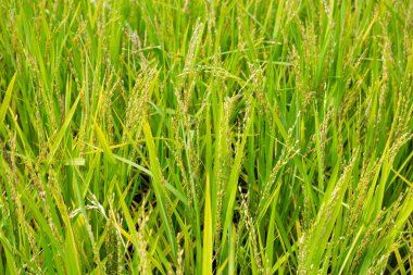 Pirinç tarlasında pirinç bitkisi.