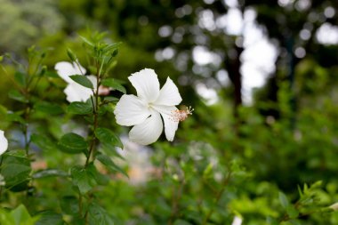 Ağacın üzerindeki beyaz amber çiçeği çiçeği