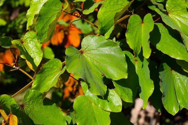 Bauhinia Aureifolia Bauhinia Φύλλα Χρυσού — Φωτογραφία Αρχείου