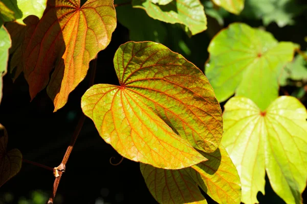 Bauhinia Aureifolia Gold Leaf Bauhinia — 스톡 사진