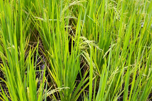 Rice plant in rice field.