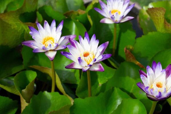 Mooie Bloeiende Witte Paarse Lotus Bloem Met Bladeren Waterlelie Vijver — Stockfoto