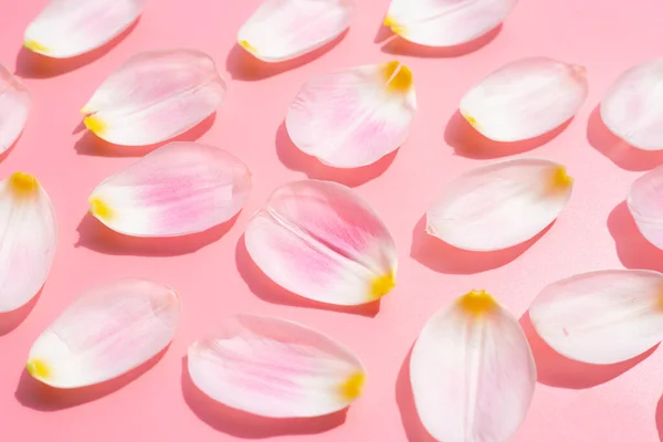 Tulip Petals Pink Background —  Fotos de Stock