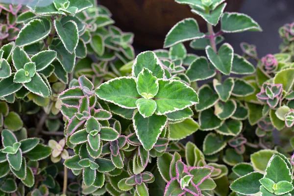 Maxican Mint Fresh Colorful Leaves Coleus Amboinicus — 스톡 사진