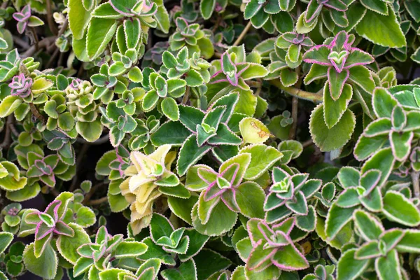 Maxican mint, Fresh colorful leaves. Coleus amboinicus